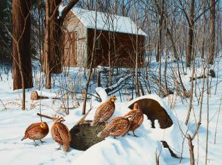 David Maass - Secluded Hideaway - Bob White Quail