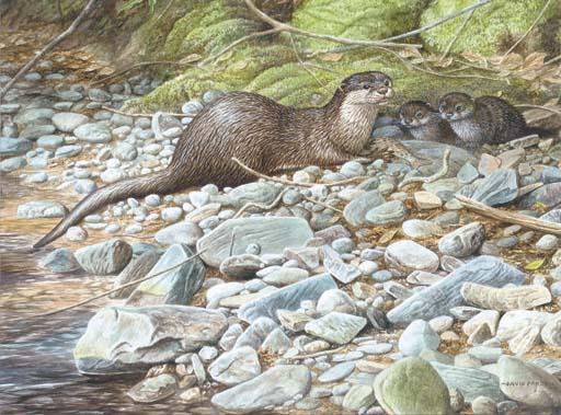 David Parry - An otter with her pups