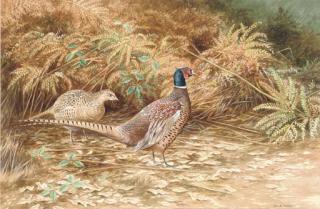 David Parry - Foraging pheasants