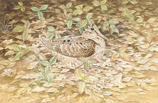 David Parry - Woodcock in cover