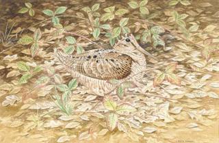 David Parry - Woodcock in cover