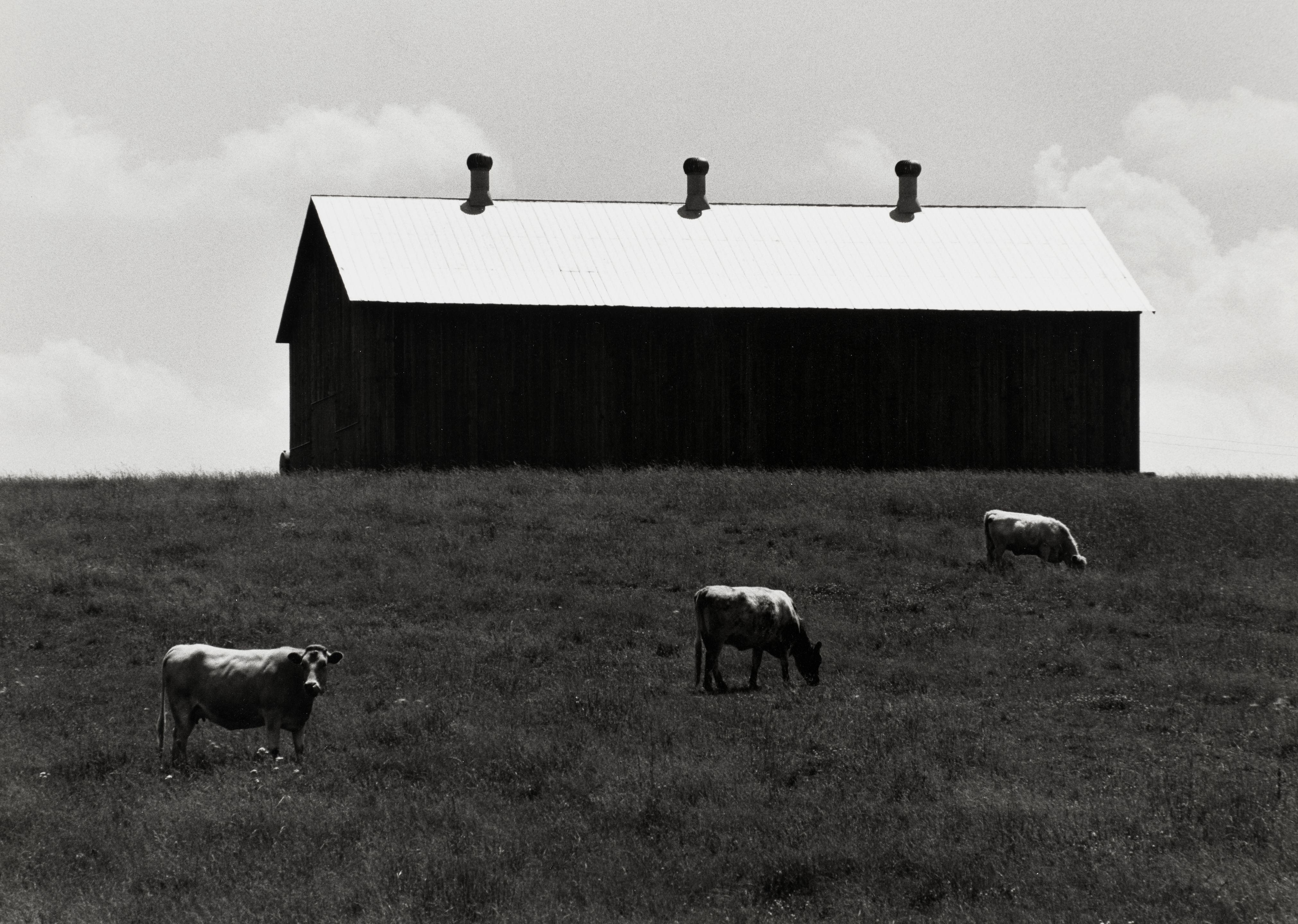 David Plowden - Cows in Pasture, 1970