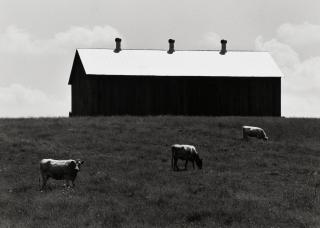 David Plowden - Cows in Pasture, 1970