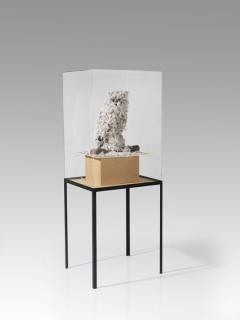 David Renggli - Eule