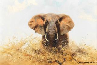 David Shepherd C.B.E. - Bull Elephant