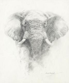 David Shepherd C.B.E. - Bull Elephant