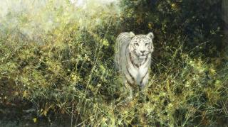 David Shepherd C.B.E. - White Tiger of Rewa