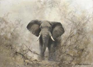 David Shepherd, F.R.S.A. - Bull Elephant