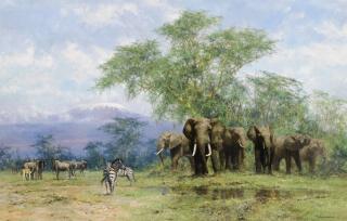 David Shepherd - Amboseli