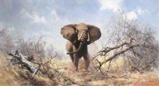 David Shepherd - Bull Elephant