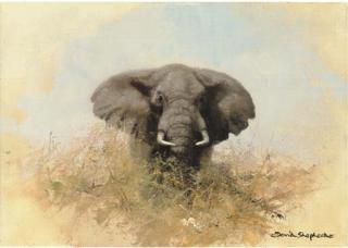 David Shepherd - Elephant In The Bush