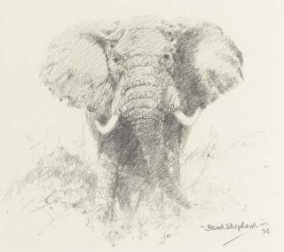David Shepherd - Elephant in the undergrowth