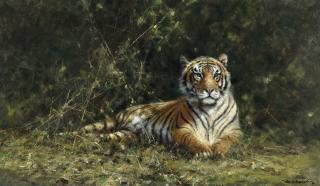 David Shepherd - Gentleman of the Jungle