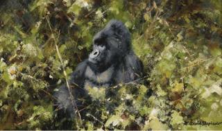 David Shepherd - Gorilla