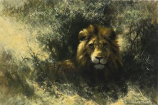 David Shepherd - Heat Of The Day, Lion