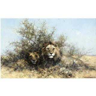 David Shepherd - Lions In The Shade