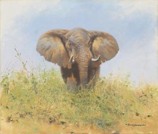 David Shepherd - Little Jumbo