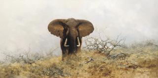 David Shepherd - Lone bull elephant
