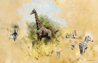 David Shepherd - Studies of Zebra and Giraffe