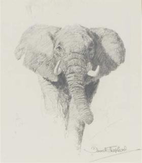 David Shepherd - Study of an Elephant