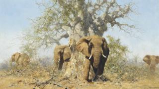 David Shepherd - The baobab tree