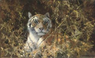 David Shepherd - Tiger At Rest