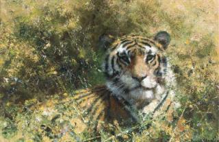 David Shepherd - Tiger in the Undergrowth