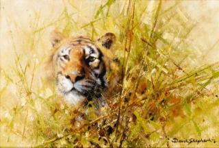 David Shepherd - Tiger Study