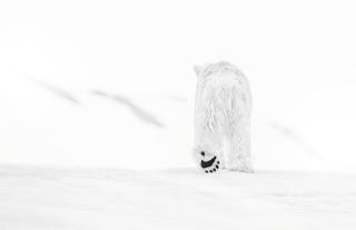 David Yarrow - \'78 Degrees North\', Svalvbard, Norway 2017
