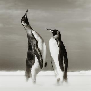 David Yarrow - All You Need Is Love (The Falklands)