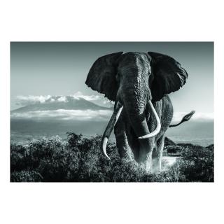 David Yarrow - Amboseli Kenya