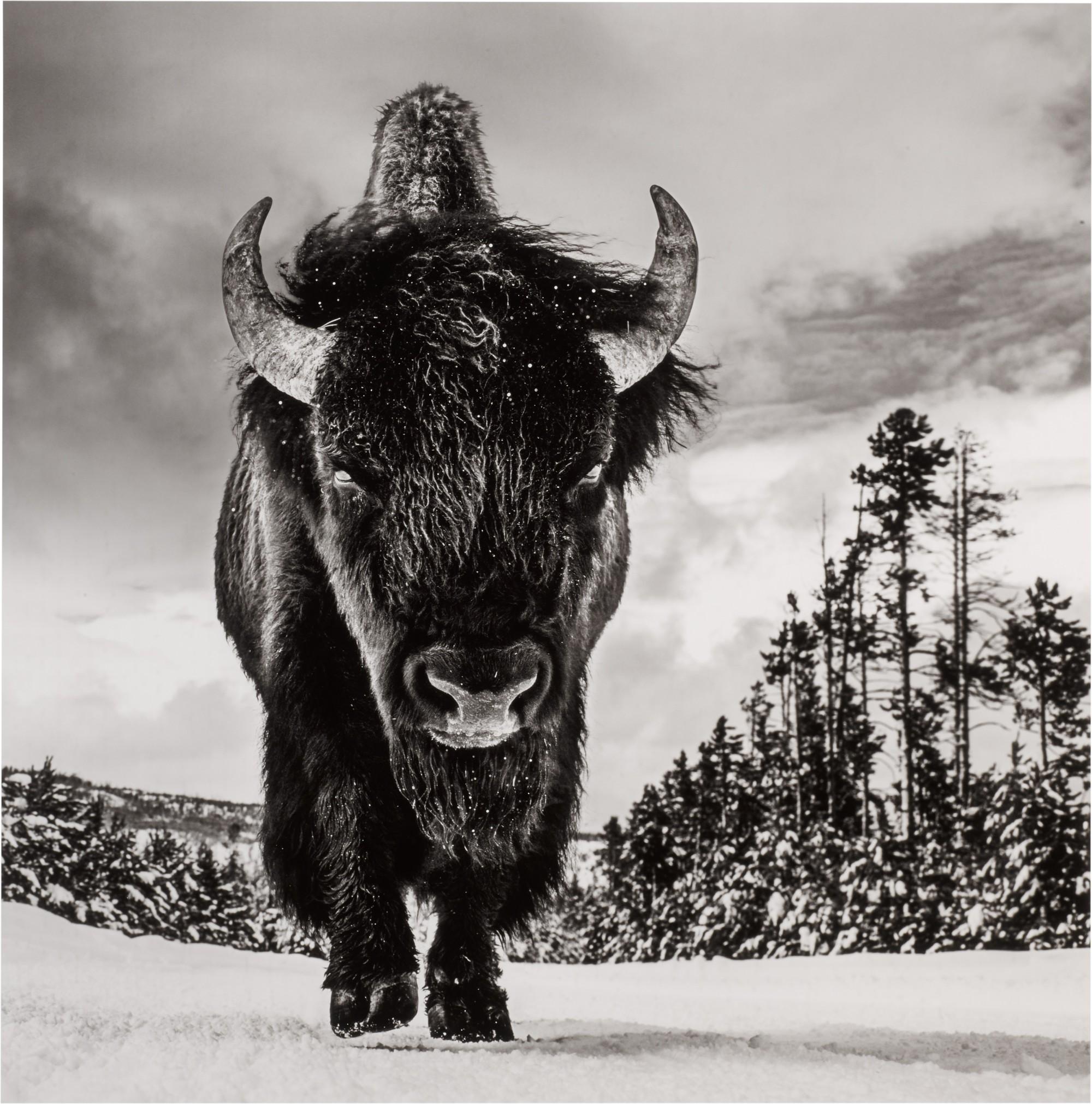 David Yarrow - American Idol, Yellowstone National Park, Wyoming