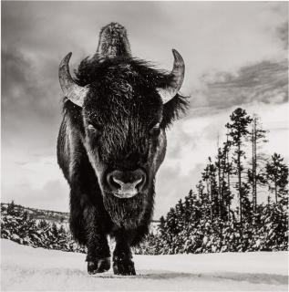 David Yarrow - American Idol, Yellowstone National Park, Wyoming