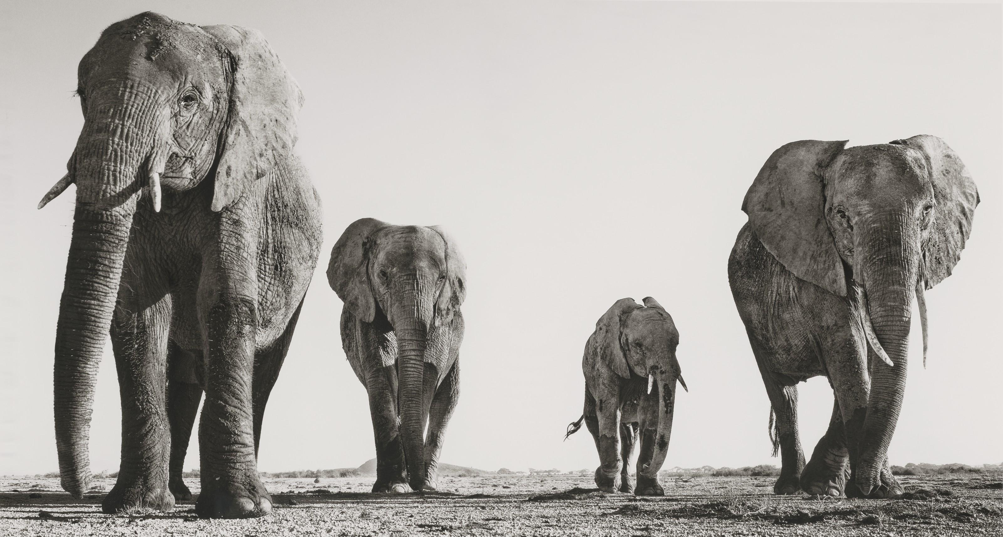David Yarrow - Boy Band, 2014