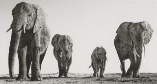 David Yarrow - Boy Band, 2014