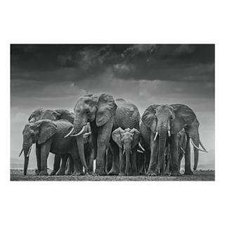 David Yarrow - Circle Of Life Ii