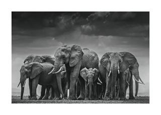 David Yarrow - Circle Of Life Ii