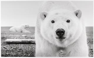 David Yarrow - Hello, Alaska, 2015