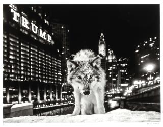 David Yarrow - It Is Only A Matter of Time II (Chicago, USA)