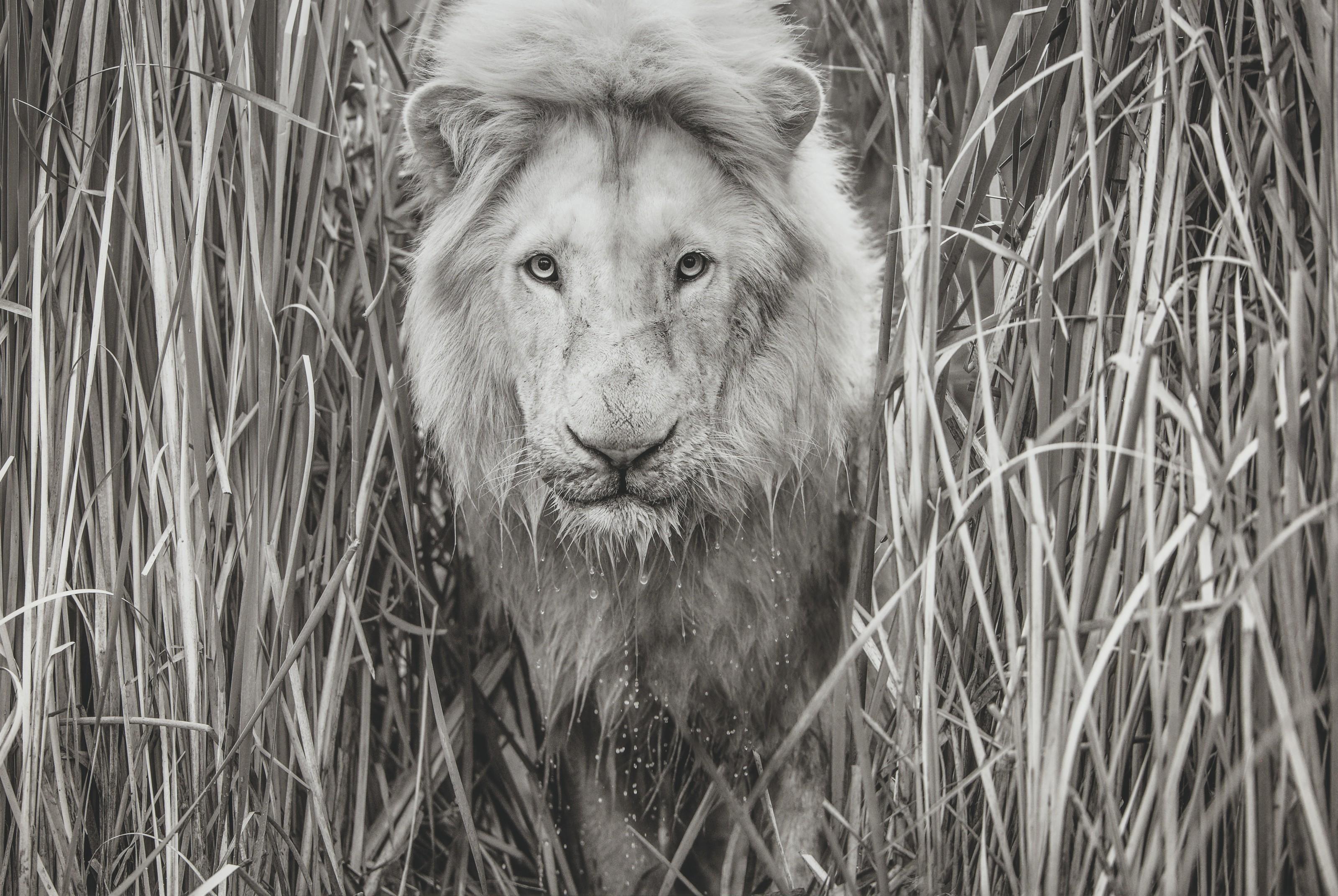 David Yarrow - Narnia, South Africa, 2019