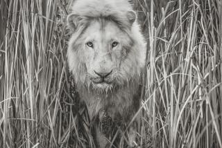 David Yarrow - Narnia, South Africa, 2019