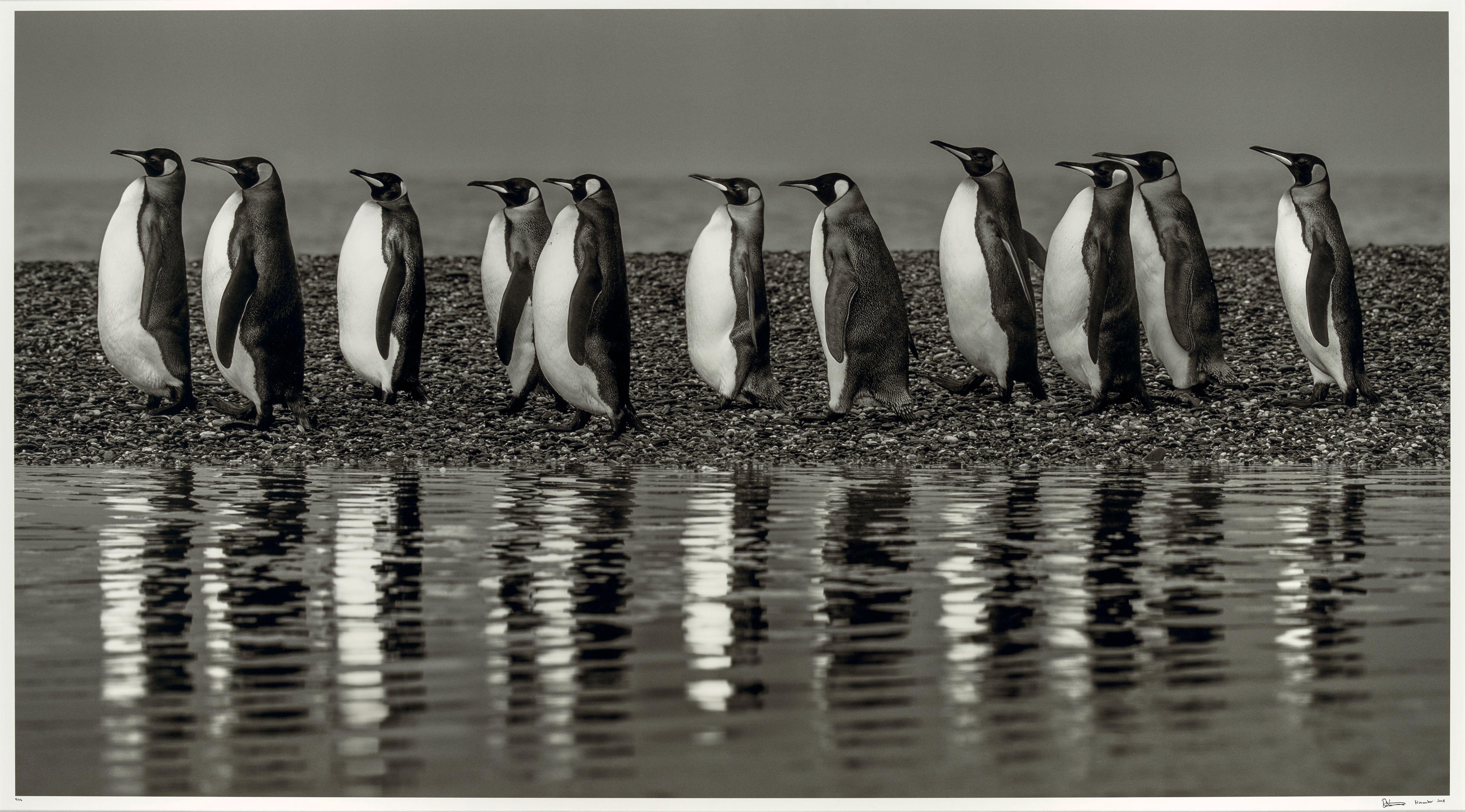 David Yarrow - Ocean\'s Eleven (South Georgia)