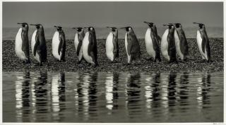 David Yarrow - Ocean\'s Eleven (South Georgia)