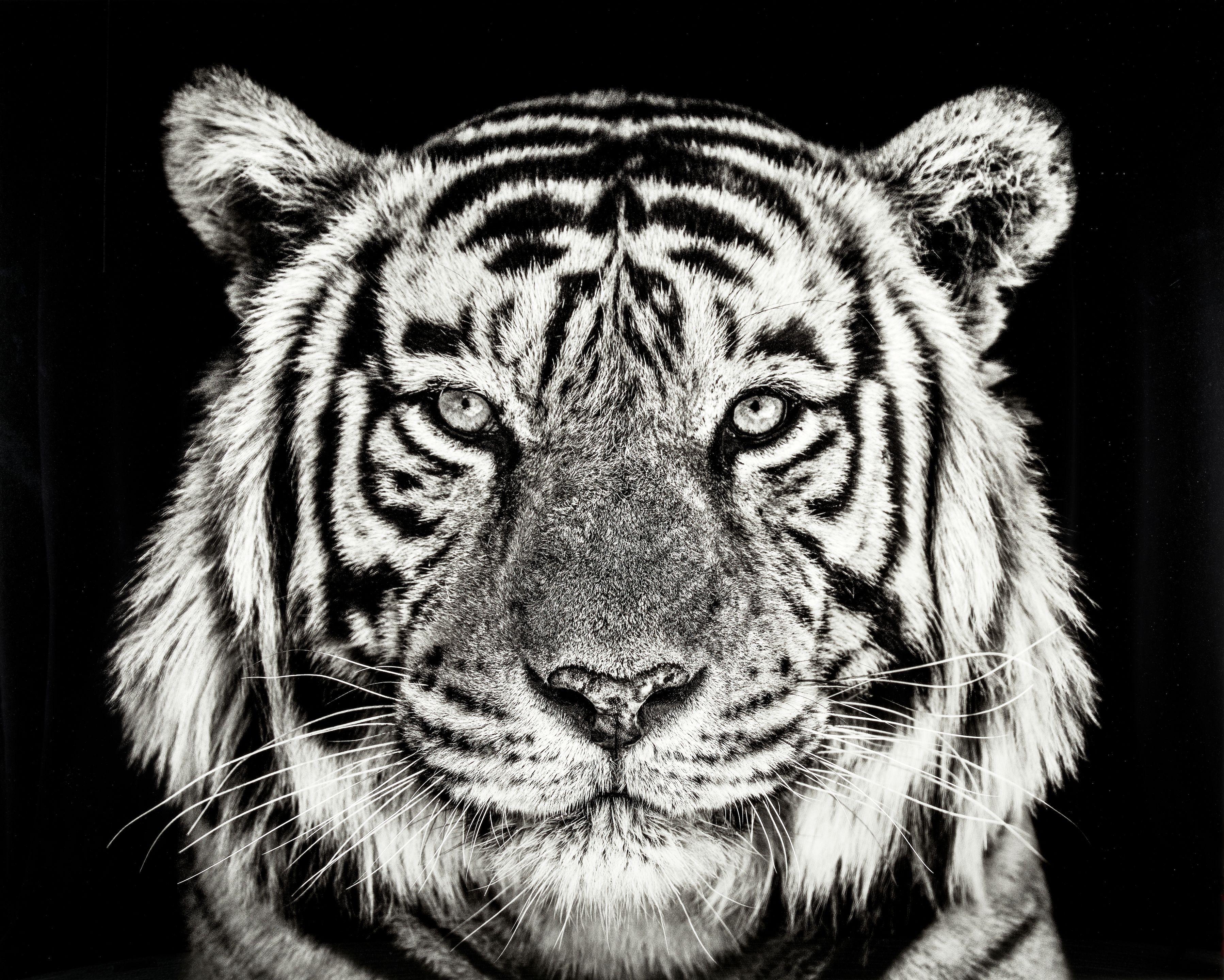 David Yarrow - Rajasthan, Ranthambore National Park, India