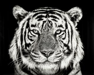 David Yarrow - Rajasthan, Ranthambore National Park, India