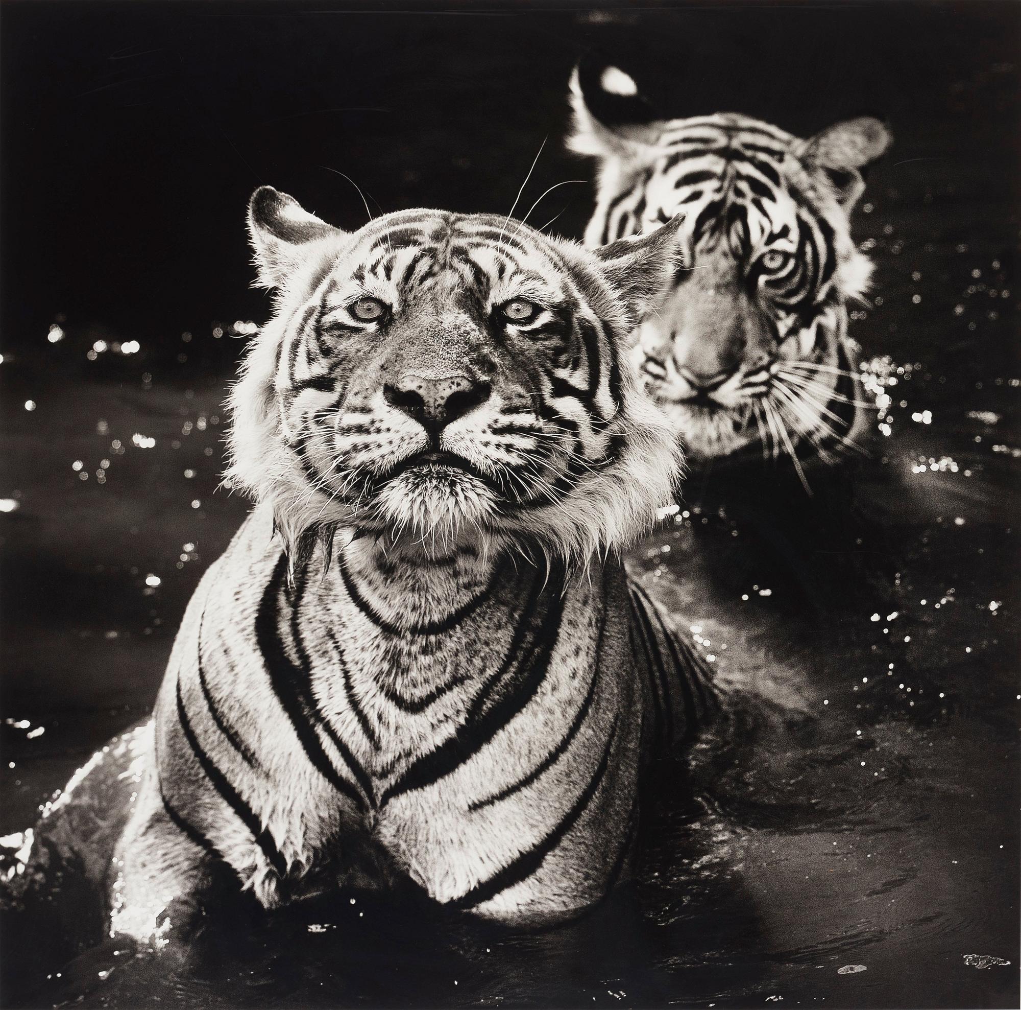 David Yarrow - \'Ranthambore National Park, India, 2013\'