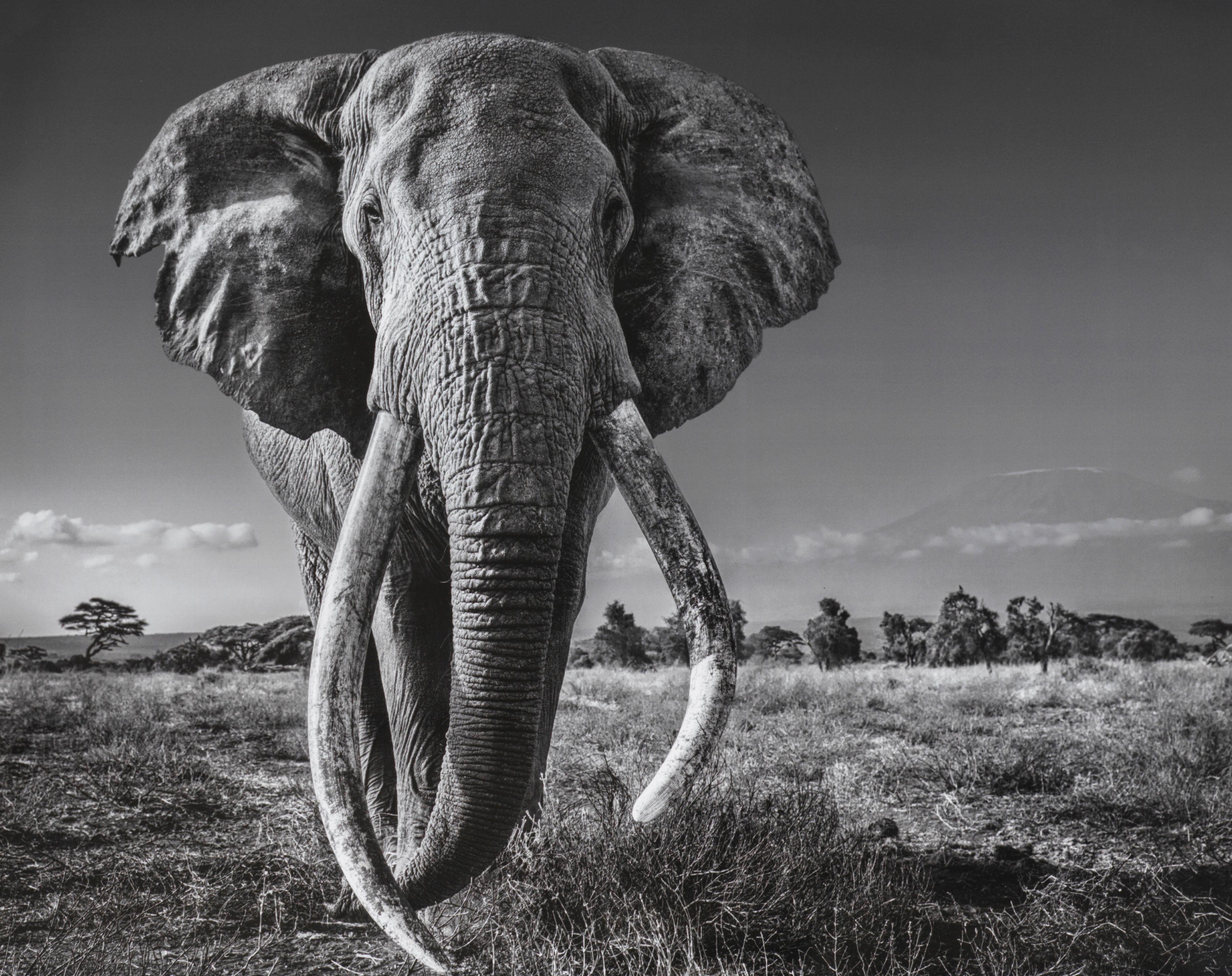David Yarrow - Space For Giant, 2020