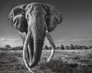David Yarrow - Space For Giant, 2020