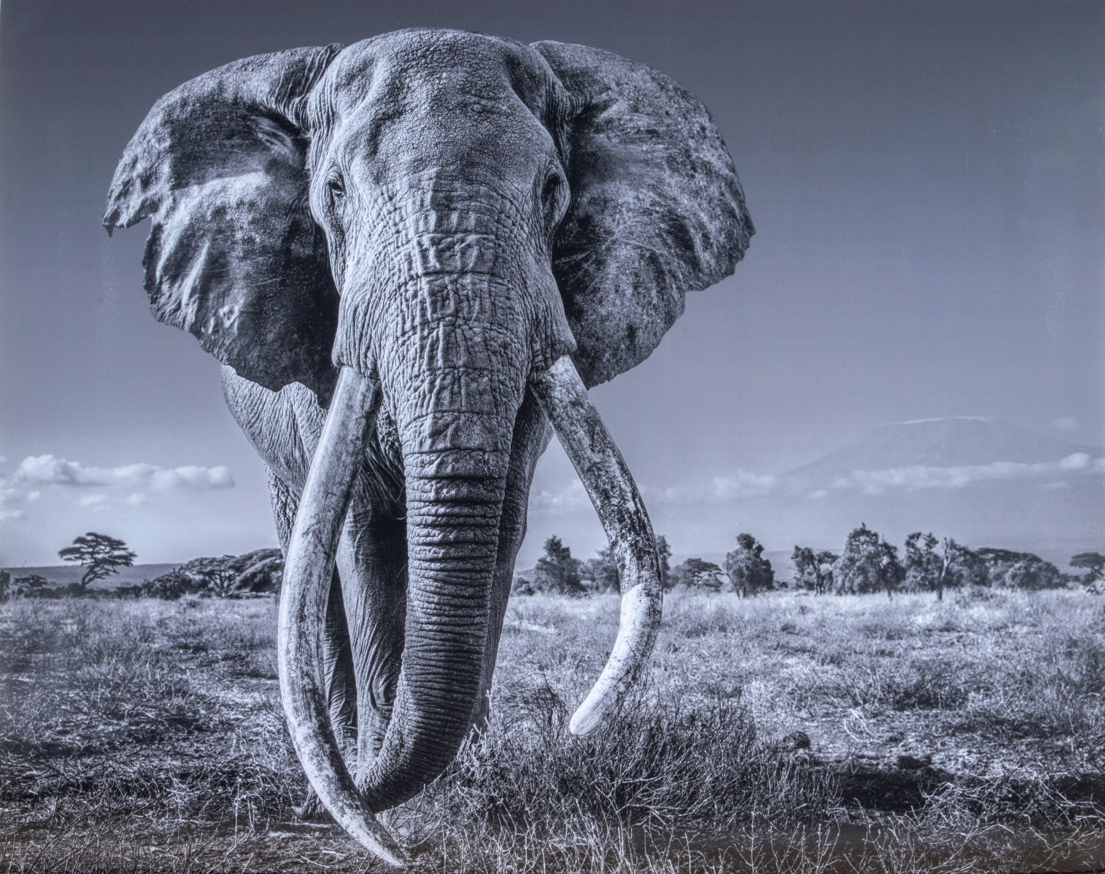 David Yarrow - Space For Giant, 2020