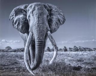 David Yarrow - Space For Giant, 2020